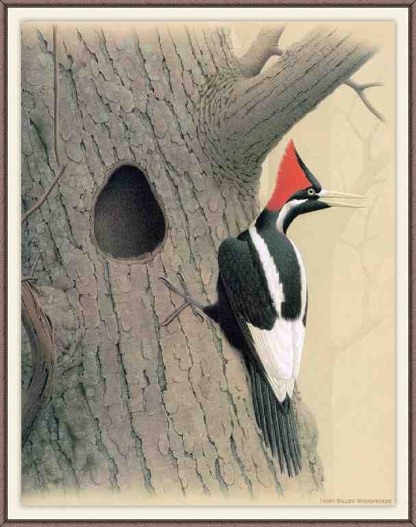 William Zimmerman Sj WbZ 27 Ivory billed Woodpecker 2 A4 Photo Print