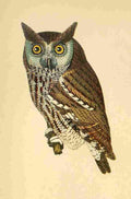 Wilson A 1766 1813 American Ornithology 1870 Mottled Owl A4 Photo Print