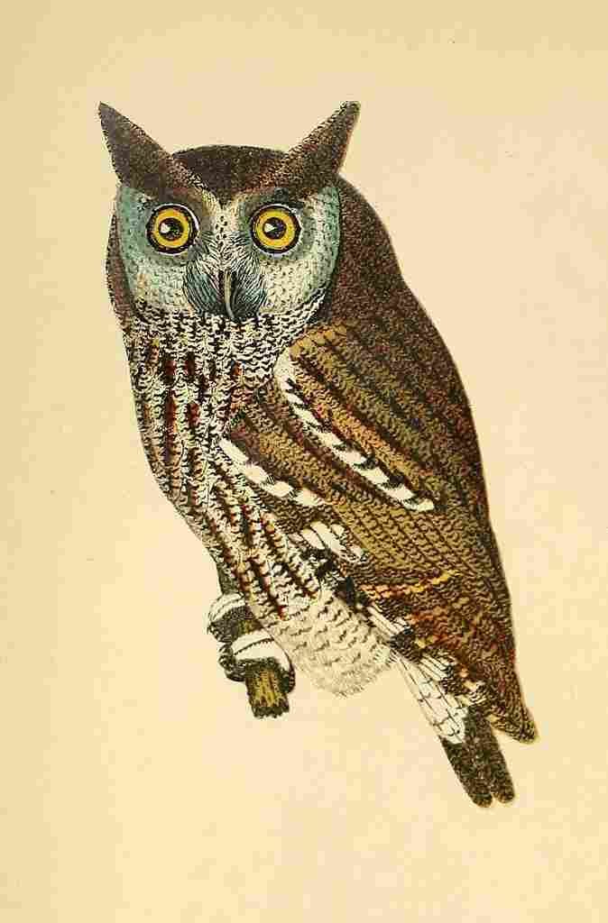 Wilson A 1766 1813 American Ornithology 1870 Mottled Owl A4 Photo Print