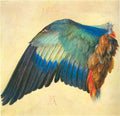 Wing Of A Blaurake Durer A4 Photo Print