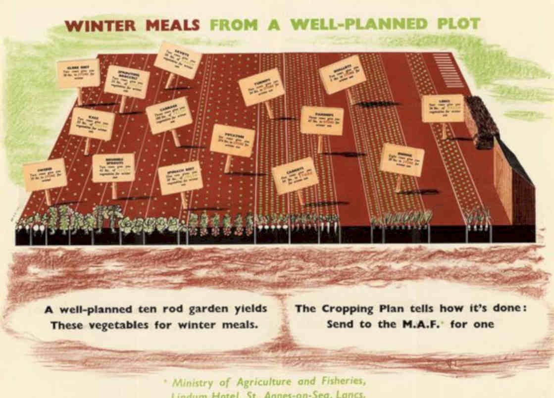 Winter Vegetables Crop Vintage Retro Advert Poster A4 Photo Print