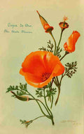 Withrow Eva 1858 1928 State flower California 1898 A4 Photo Print