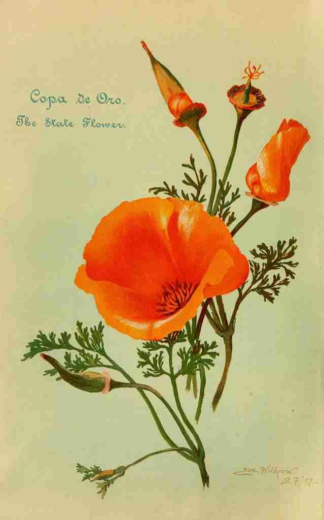 Withrow Eva 1858 1928 State flower California 1898 A4 Photo Print
