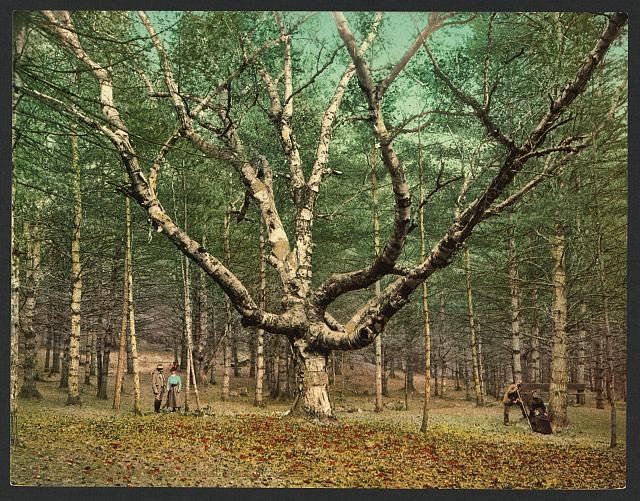 Wizard tree Cathedral Woods Intervale NH Vintage A4 Photo Print