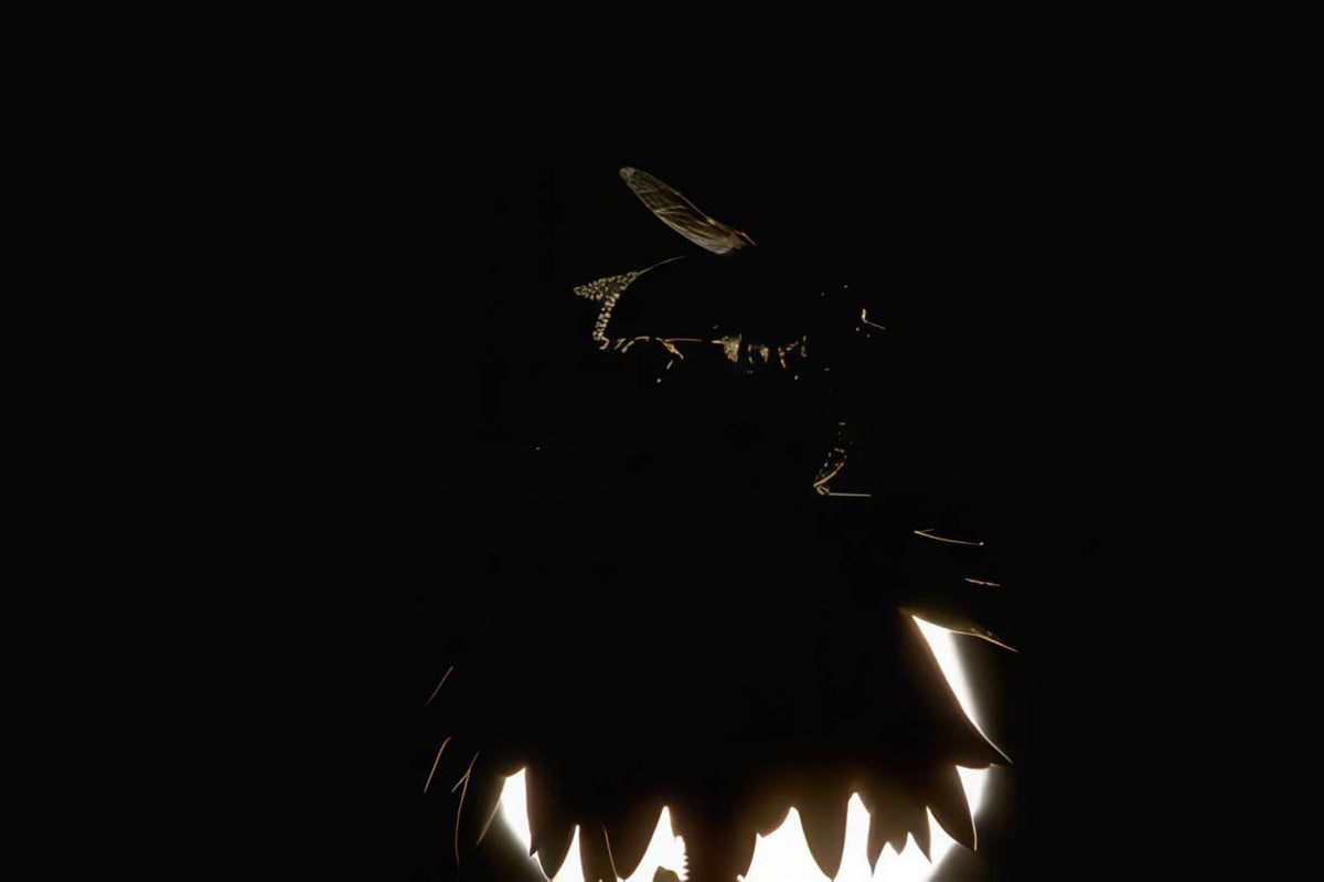 Wolf Head Backlight A4 Photo Print