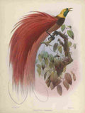 Wolf J 1820 1899 Birds of Paradise 1873 Marqui de Raggis A4 Photo Print
