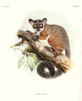 Wolf Joseph Primates 1913 Bioko Allens Bushbaby A4 Photo Print
