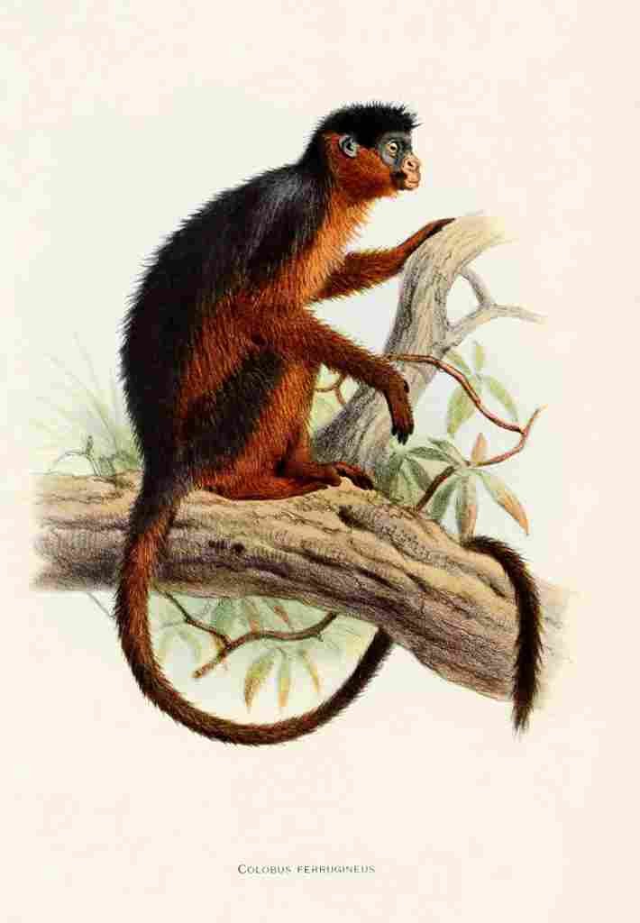 Wolf Joseph Primates 1913 Colobus Monkey A4 Photo Print