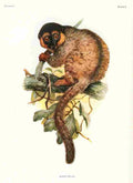 Wolf Joseph Primates 1913 Common Brown Lemur A4 Photo Print