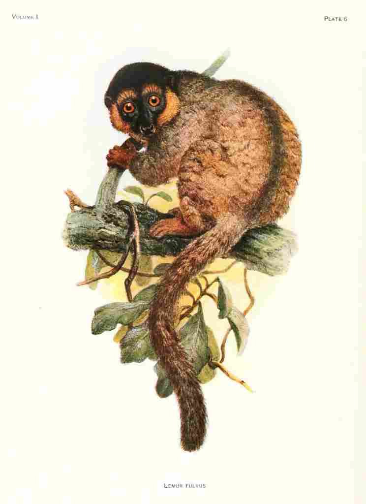 Wolf Joseph Primates 1913 Common Brown Lemur A4 Photo Print