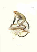 Wolf Joseph Primates 1913 De Brazzas Monkey A4 Photo Print