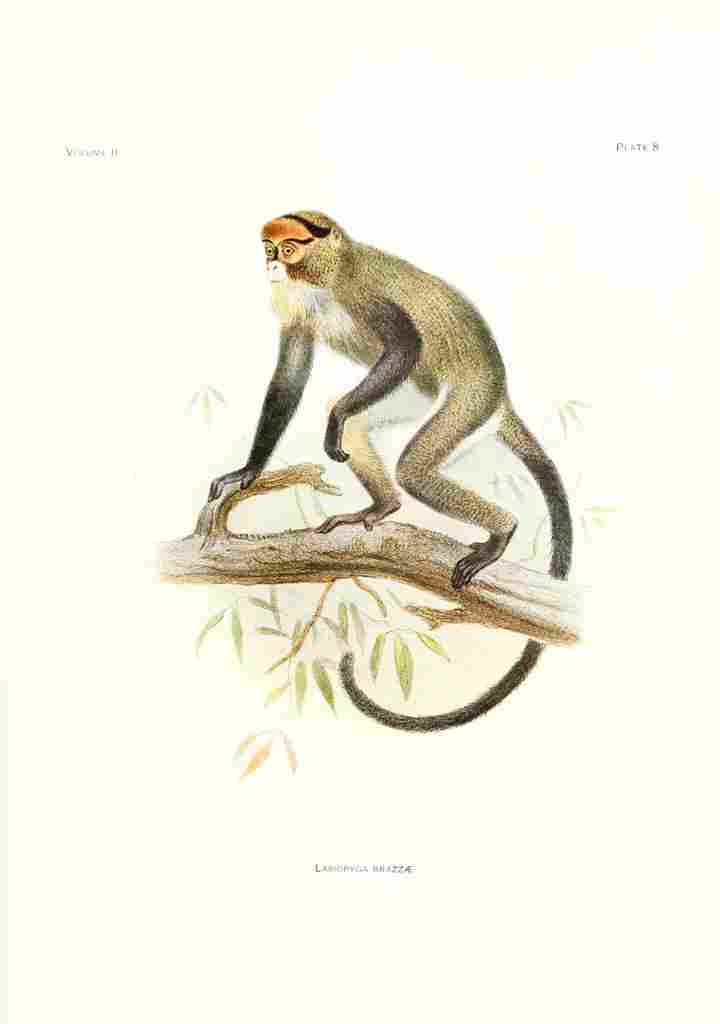 Wolf Joseph Primates 1913 De Brazzas Monkey A4 Photo Print