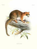 Wolf Joseph Primates 1913 Greater Dwarf Lemur A4 Photo Print