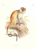 Wolf Joseph Primates 1913 Lasiopyga Stairsi A4 Photo Print