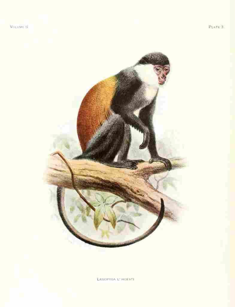 Wolf Joseph Primates 1913 Lasiopyga A4 Photo Print