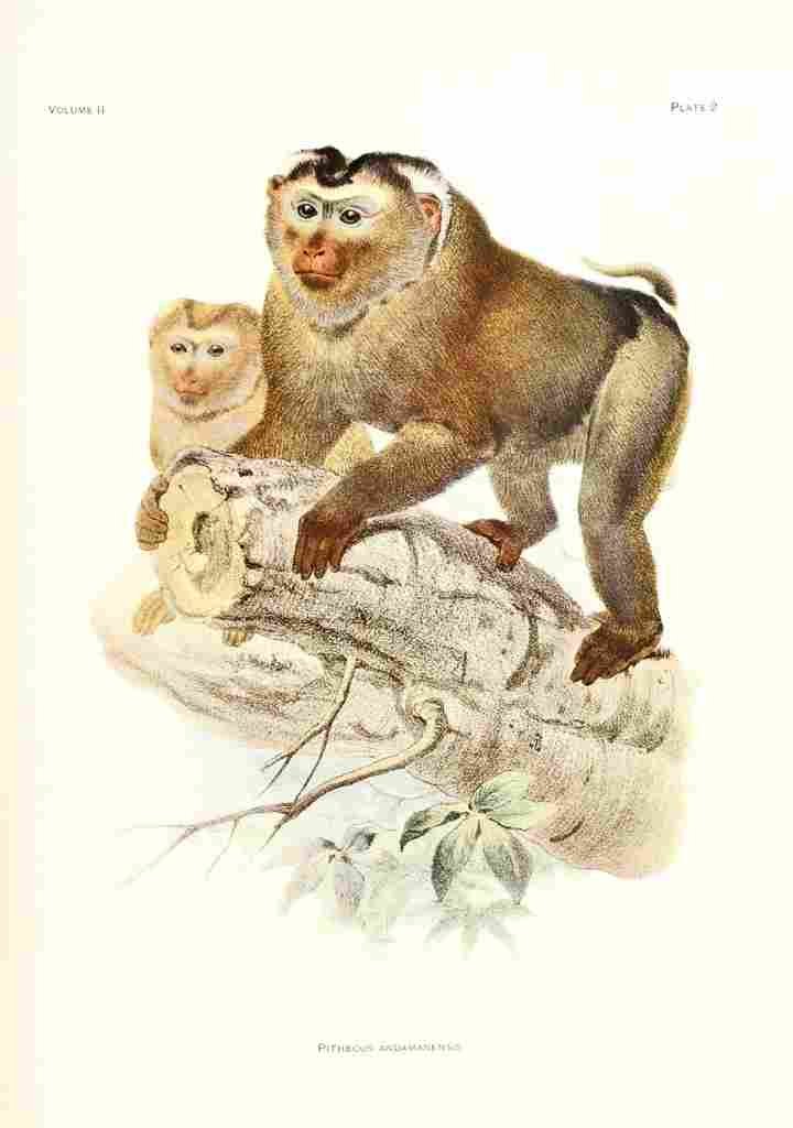 Wolf Joseph Primates 1913 Macaque A4 Photo Print