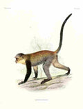Wolf Joseph Primates 1913 Maloneys Monkey A4 Photo Print