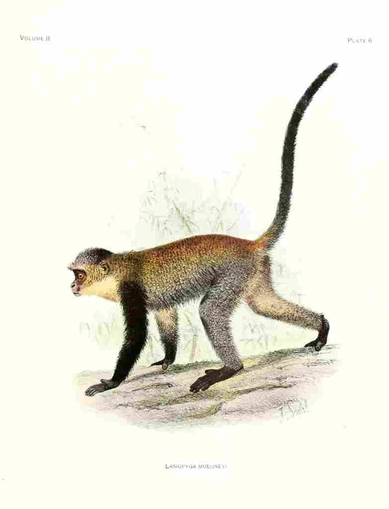 Wolf Joseph Primates 1913 Maloneys Monkey A4 Photo Print