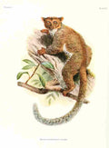 Wolf Joseph Primates 1913 Needle clawed Bushbaby A4 Photo Print