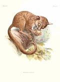 Wolf Joseph Primates 1913 Prince Demidoffs Bushbaby A4 Photo Print