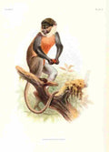 Wolf Joseph Primates 1913 Red bellied Monkey A4 Photo Print