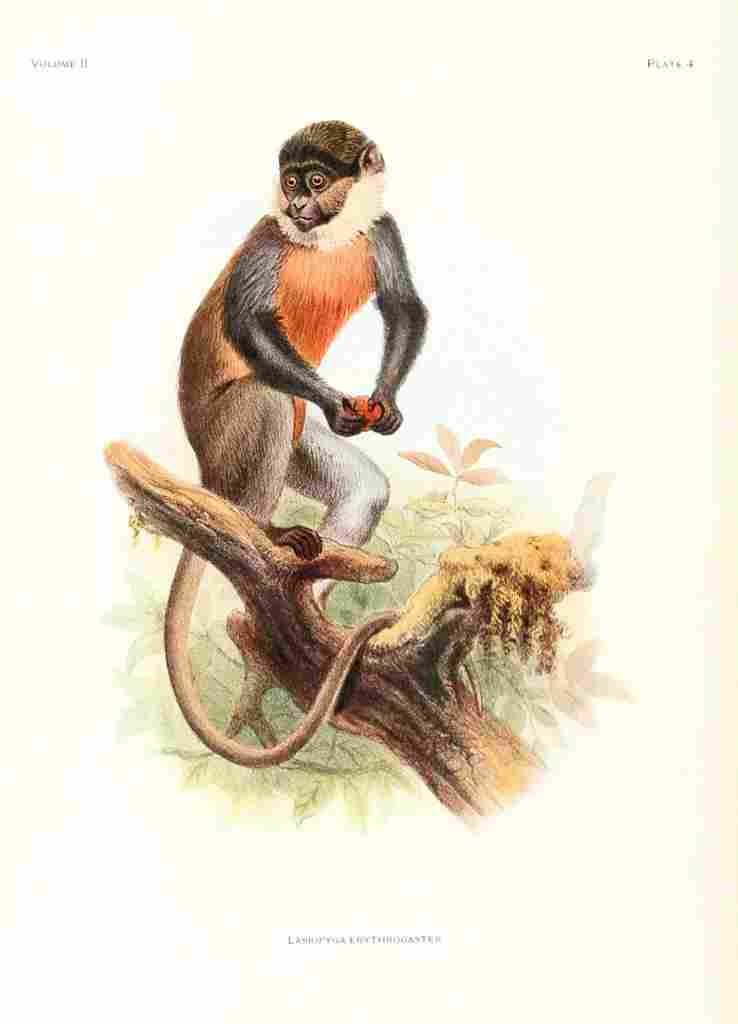 Wolf Joseph Primates 1913 Red bellied Monkey A4 Photo Print