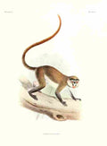 Wolf Joseph Primates 1913 Schmidts Red tailed Monkey A4 Photo Print