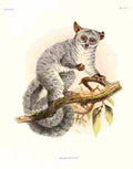 Wolf Joseph Primates 1913 Silvery Greater Bushbaby A4 Photo Print