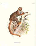 Wolf Joseph Primates 1913 Woolly Lemur A4 Photo Print