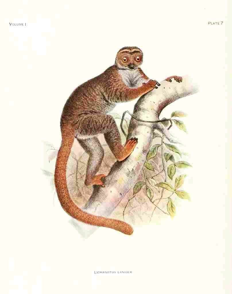 Wolf Joseph Primates 1913 Woolly Lemur A4 Photo Print