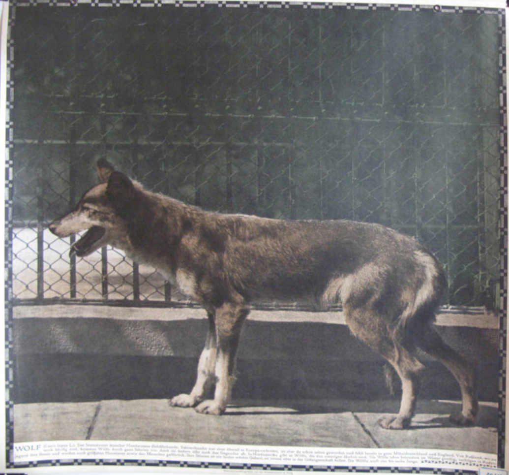Wolf Wire Fence Vintage Retro Advert Ads A4 Photo Print