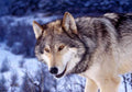 Wolf close up 1 A4 Photo Print