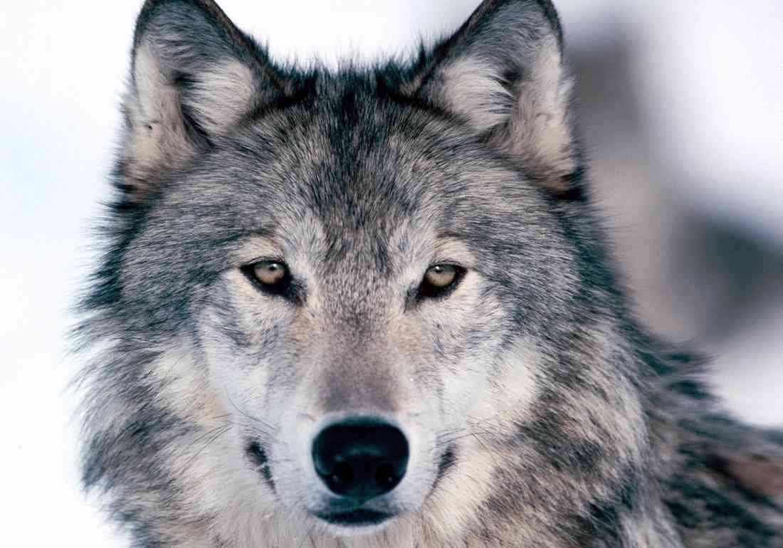 Wolf close up 3 A4 Photo Print