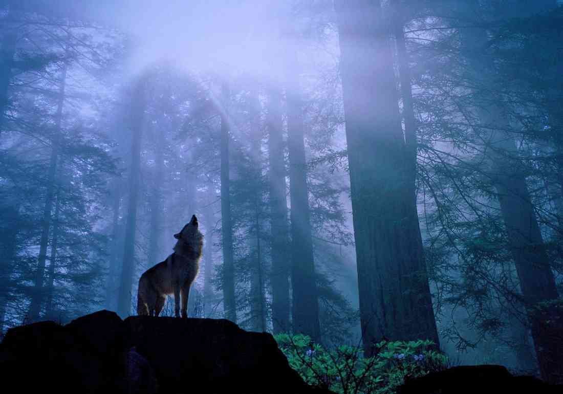 Wolf in blue forest at night A4 Photo Print