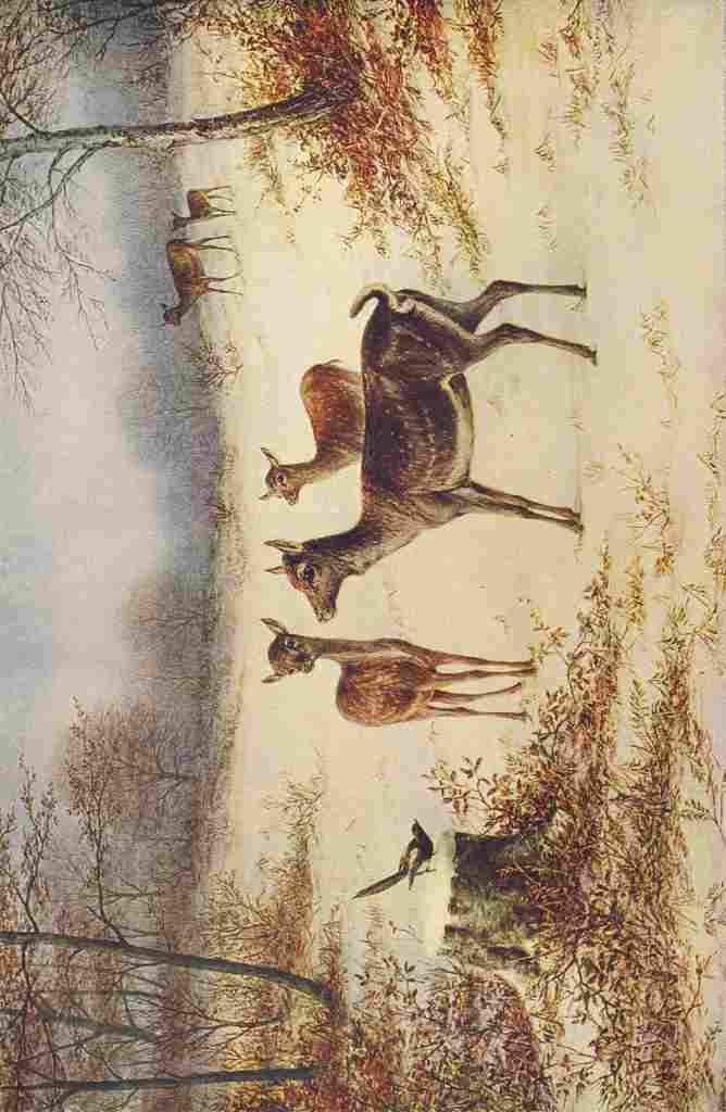 Wonder Book Animals William Luker Fallow Deer in the Winter A4 Photo Print