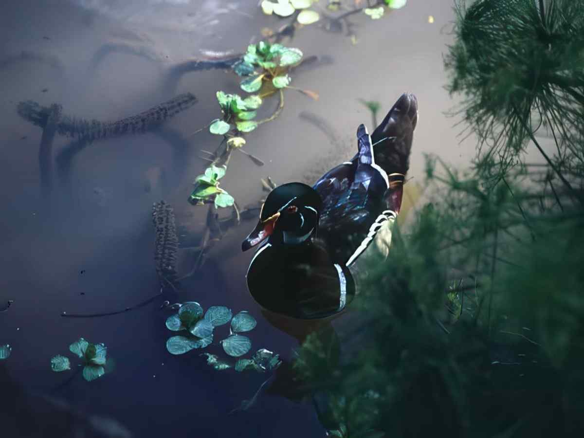 Wood Duck Wetland A4 Photo Print