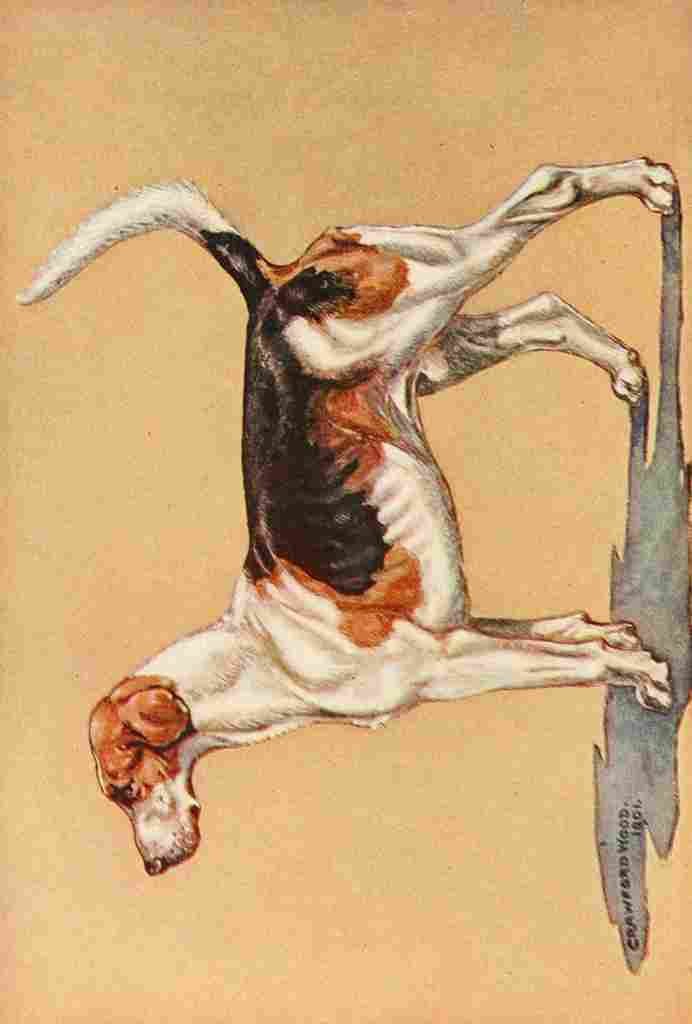 Wood J Crawford Horse & Hound 1902 1 A4 Photo Print