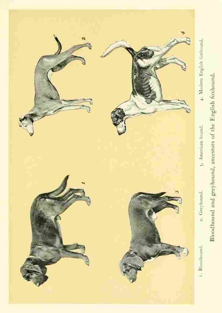 Wood J Crawford Horse & Hound 1902 11 A4 Photo Print