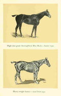 Wood J Crawford Horse & Hound 1902 2 A4 Photo Print