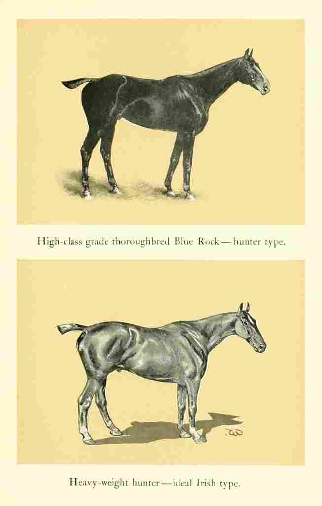 Wood J Crawford Horse & Hound 1902 2 A4 Photo Print