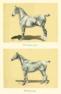 Wood J Crawford Horse & Hound 1902 3 A4 Photo Print