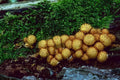 Woodland Puffballs Mushrooms A4 Photo Print