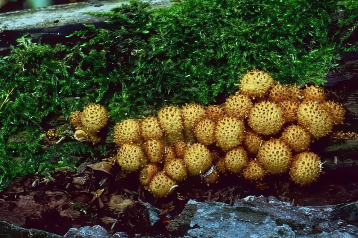 Woodland Puffballs Mushrooms A4 Photo Print