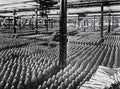 World War I 1350 Military A4 Photo Print