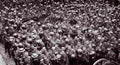 World War I 1416 Military A4 Photo Print