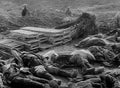World War I 336 Military A4 Photo Print