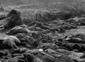 World War I 340 Military A4 Photo Print