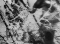 World War I 373 Military A4 Photo Print