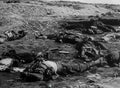 World War I 376 Military A4 Photo Print