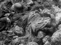 World War I 387 Military A4 Photo Print